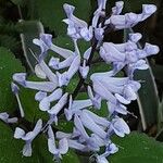 Plectranthus zuluensis 花