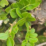 Haplocoelum foliolosum Leaf