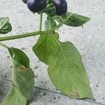 Solanum americanum Frucht