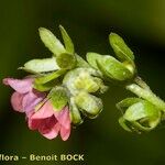Cynoglossum germanicum Flor