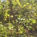 Dalbergia melanoxylon Лист