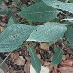 Strobilanthes hamiltoniana List