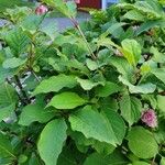 Syringa villosa Leaf