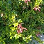 Escallonia rubra 整株植物