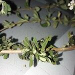 Lippia micromera Лист