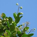 Forsteronia guyanensis Meyve