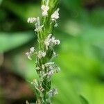 Plantago rugelii Flor