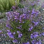 Penstemon azureusFlower