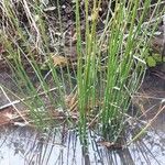 Juncus effusus Φύλλο