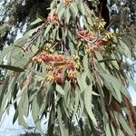 Eucalyptus sideroxylon Květ