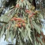 Eucalyptus sideroxylon फूल