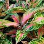 Aglaonema commutatumDeilen