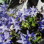 Campanula fenestrellata