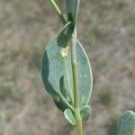 Coronilla scorpioides List