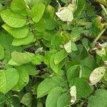 Solanum tuberosum Leaf