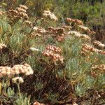 Eriogonum arborescens Hábitos