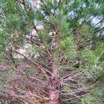 Pinus pinaster Deilen