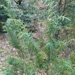 Juniperus communis Frucht