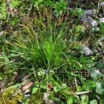 Carex digitata Blüte