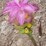 Curcuma aromatica പുഷ്പം