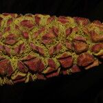 Sclerosperma mannii Frucht