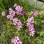 Oxalis articulataКветка