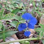 Commelina cyanea Flor
