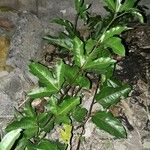 Passiflora edulis Liść