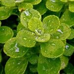 Coleus hadiensis Leaf