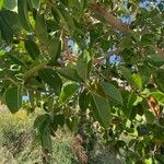 Ficus elastica Foglia