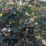 Dombeya burgessiae 形態