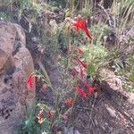 Ipomopsis aggregata Flower