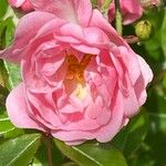 Rosa gallica Žiedas