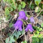 Campanula sibirica Květ