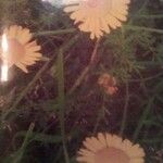 Anthemis tinctoria Flower