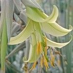Puya mirabilis Flower