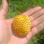 Annona jahnii