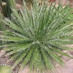 Yucca harrimaniae List