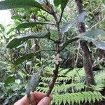 Atractocarpus nigricans