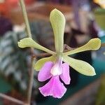 Encyclia tampensis Flower