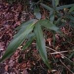 Arundinaria gigantea 葉