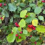 Crataegus coccinea ഫലം