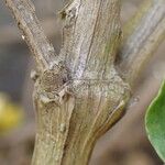 Thunbergia erecta Bark