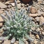 Teucrium yemense Flor