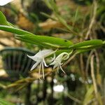 Angraecum doratophyllum Blomst