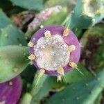 Opuntia stricta Fruit