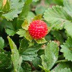 Potentilla indica Fruit