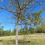 Juglans nigra Libunga