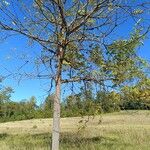 Juglans nigra Habit