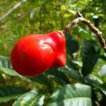 Paullinia elegans Fruit